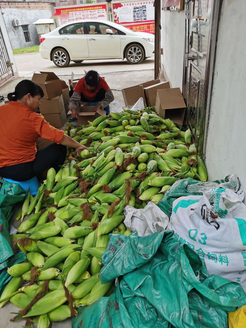 農產品開啟云銷售模式，助力戰疫扶貧攻堅